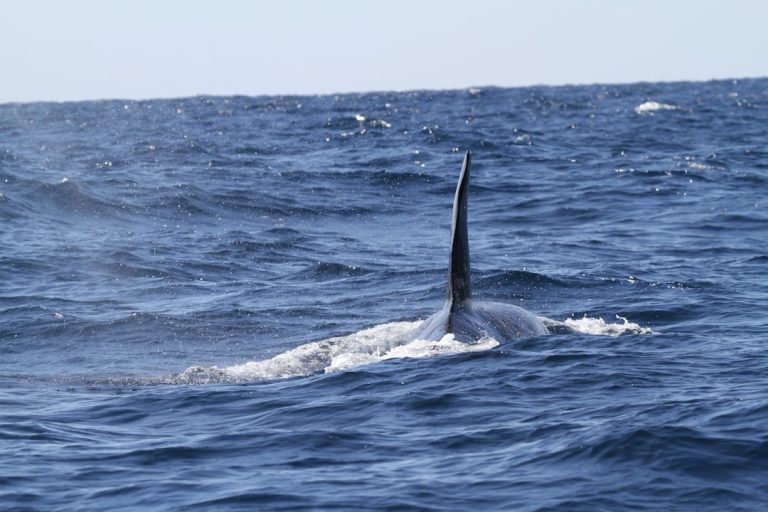 Photo Marine propeller